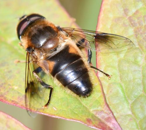 Réf. 251 048 : Eristalis pertinax